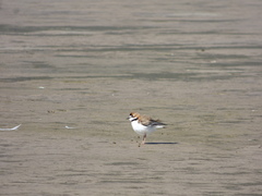 Charadrius collaris