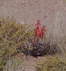 Gonialoe variegata