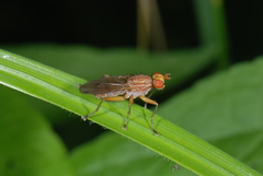 Tetanocera