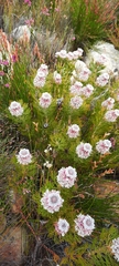 Serruria hirsuta