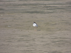 Charadrius collaris