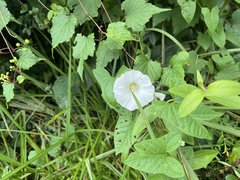 Calystegia silvatica