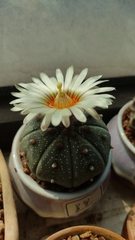 Astrophytum asterias
