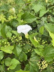 Calystegia silvatica