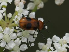 Coptocephala rubicunda