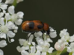 Coptocephala rubicunda