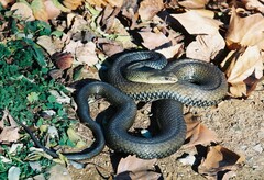 Malpolon monspessulanus