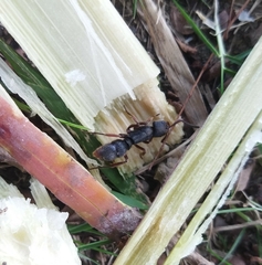 Pseudoneoponera rufipes