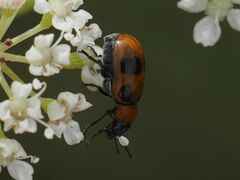 Coptocephala rubicunda