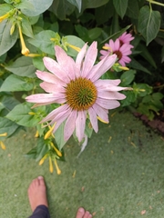 Echinacea purpurea