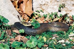 Malpolon monspessulanus