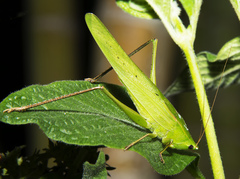 Copiphorini