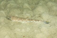 Platycephalus grandispinis