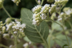 Bystropogon canariensis