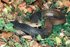 Malpolon monspessulanus