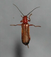 Ancistronycha erichsonii