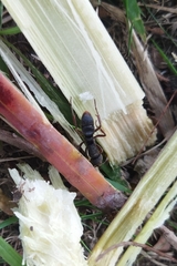 Pseudoneoponera rufipes