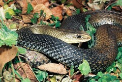 Malpolon monspessulanus