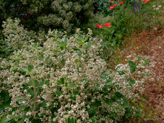 Bystropogon canariensis