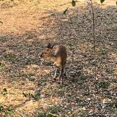Tragelaphus sylvaticus sylvaticus
