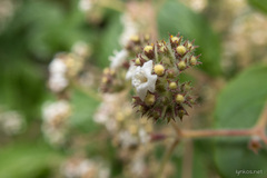 Bystropogon canariensis