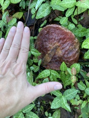 Fistulina hepatica
