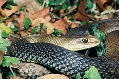 Malpolon monspessulanus