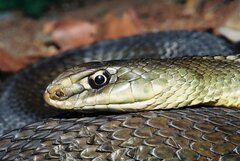 Malpolon monspessulanus