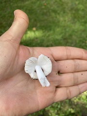 Russula cyanoxantha