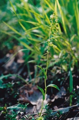 Epipactis bugacensis rhodanensis