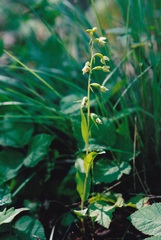 Epipactis bugacensis rhodanensis