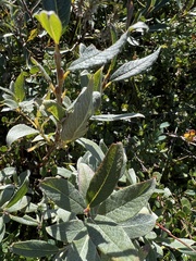 Salix lapponum