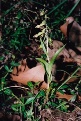 Epipactis bugacensis rhodanensis