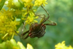 Himacerus apterus