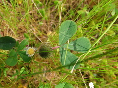 Trifolium hirtum