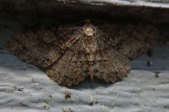 Melanolophia