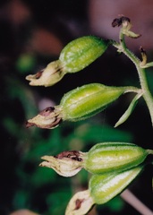 Epipactis bugacensis rhodanensis