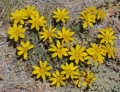 Gazania lichtensteinii
