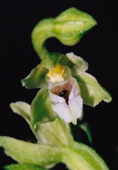 Epipactis bugacensis rhodanensis