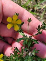 Potentilla erecta