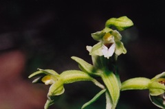 Epipactis bugacensis rhodanensis