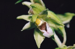 Epipactis bugacensis rhodanensis