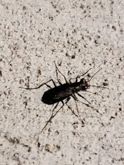 Cicindela punctulata