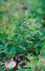 Epipactis microphylla