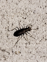 Cicindela punctulata