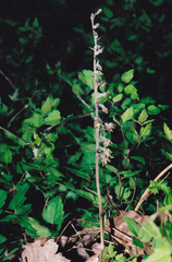 Epipactis microphylla