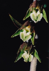 Epipactis microphylla