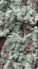 Lepraria finkii