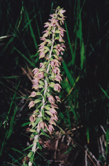 Epipactis helleborine tremolsii