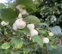 Symphoricarpos albus